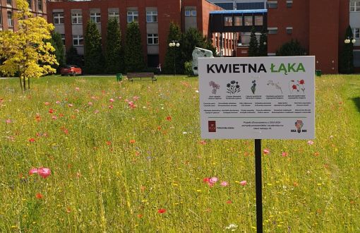 Kwietna łąka na PŁ zrealizowana w ramach projektu IDEA BOX