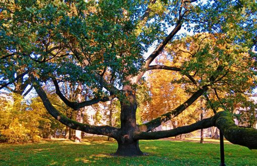 Dąb Fabrykant - pomnik przyrody w Parku Klepacza