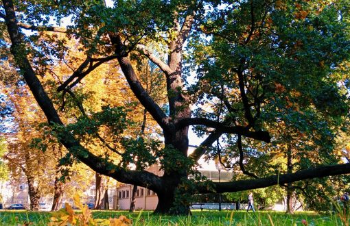 Dąb Fabrykant - pomnik przyrody w Parku Klepacza